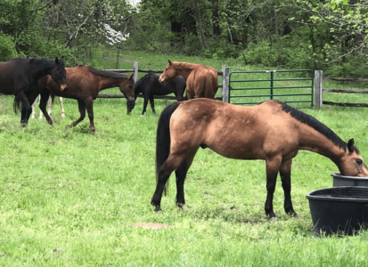 Grazing Horses-min