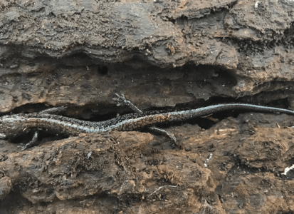 red-backed-salamander_bark-sm-min