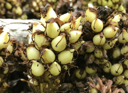 parasitic-plants-min