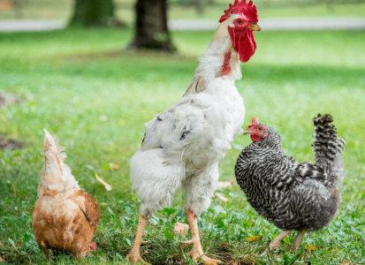 chickens-min
