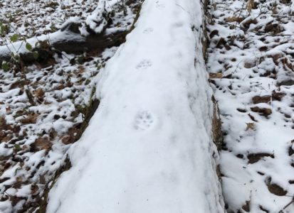 Tracking_fox