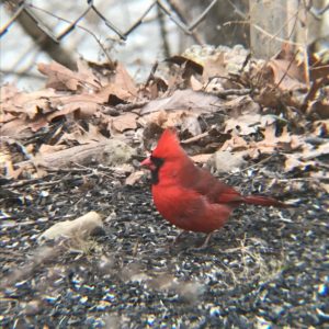 cardinal-e1546268945314