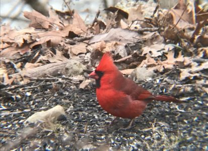 cardinal-e1546268945314