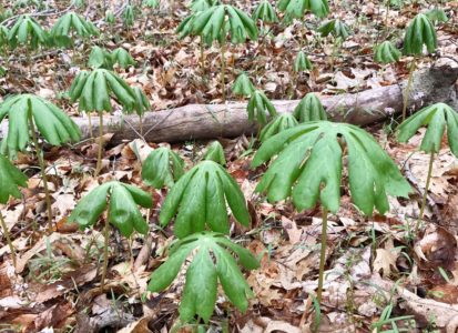 Mayapple
