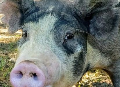pig