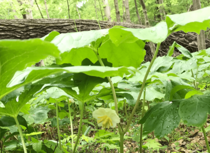Mayapple-flower-min