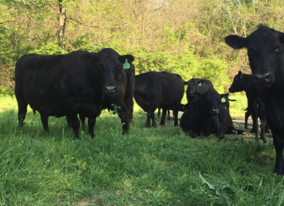 cows-2015