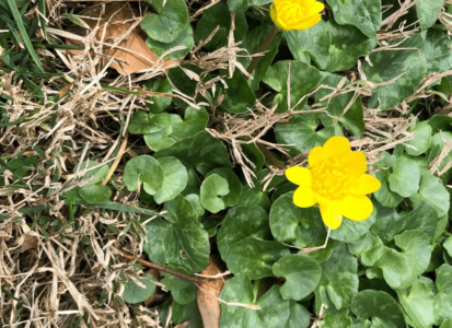 new-celandine-rotated-700-min