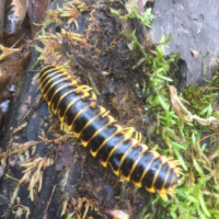 Millipede