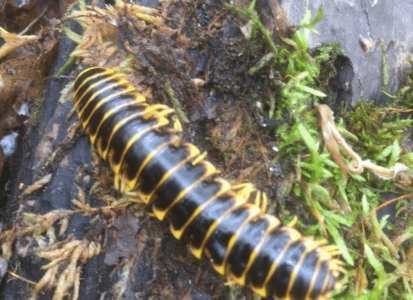 Millipede