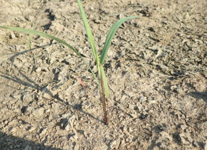 Indian Grass