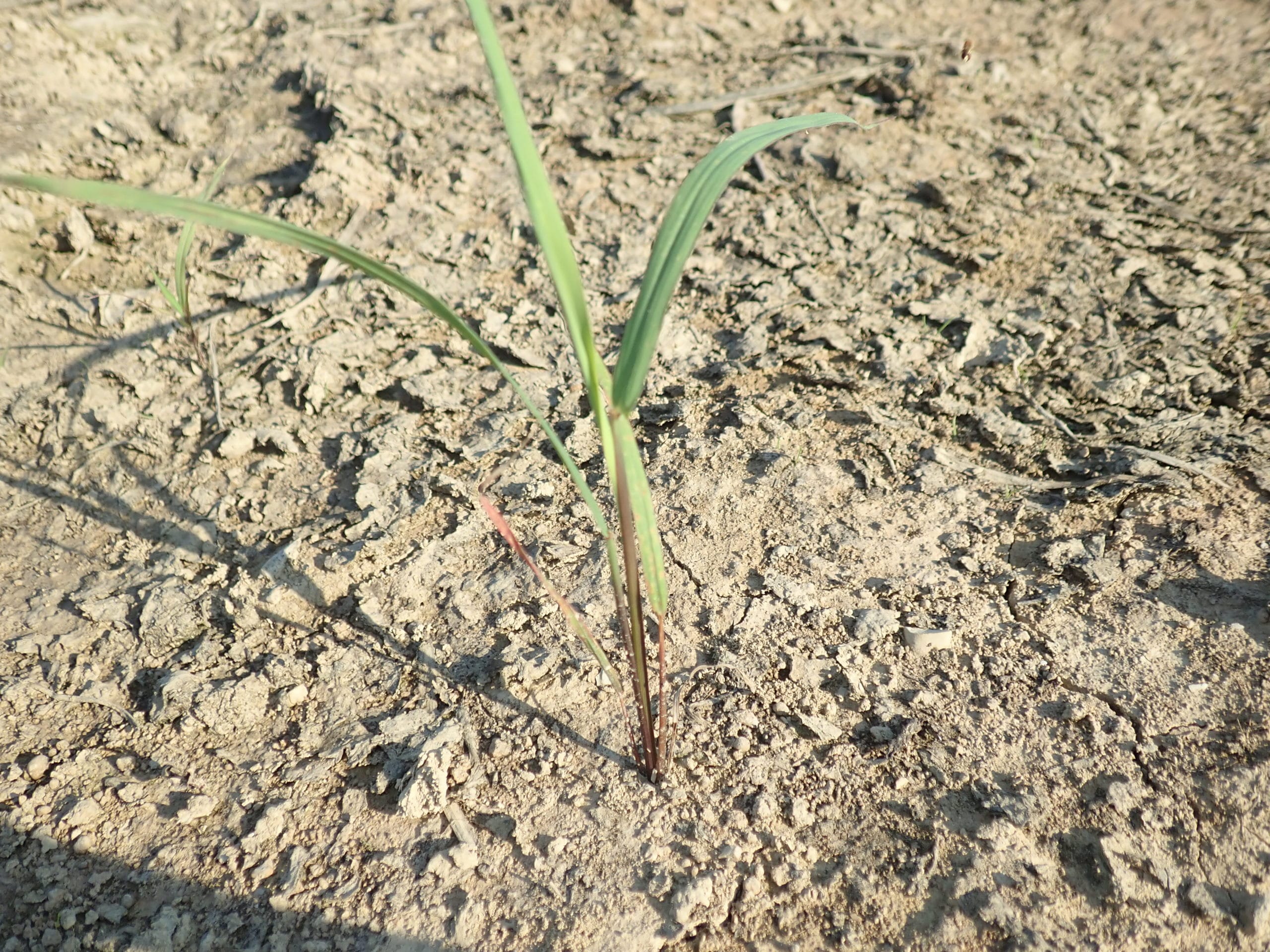 Indian Grass