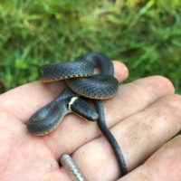 Ring-Neck Snake