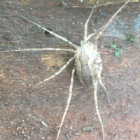 Harvestman