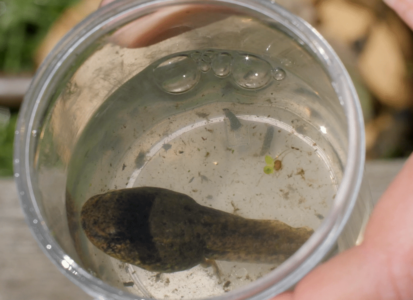 tadpole