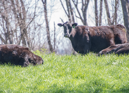 Cattle_1920x650