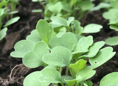microgreens-wide