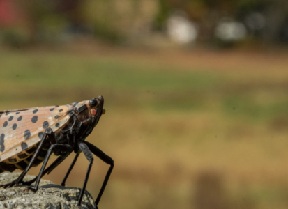 spot-lantern-fly