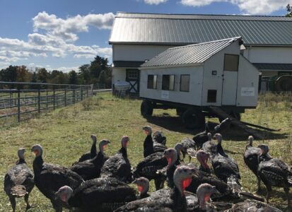 turkeys