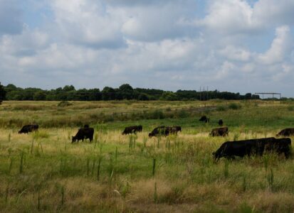 cattle-grazing-cover-crops