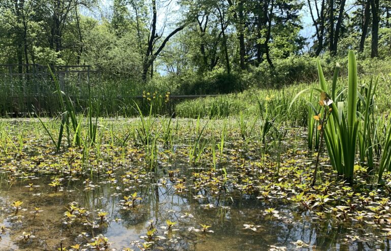 pond with tall grasses