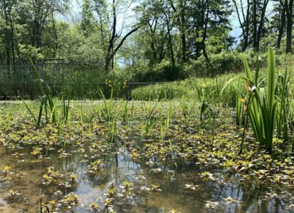 pond with tall grasses