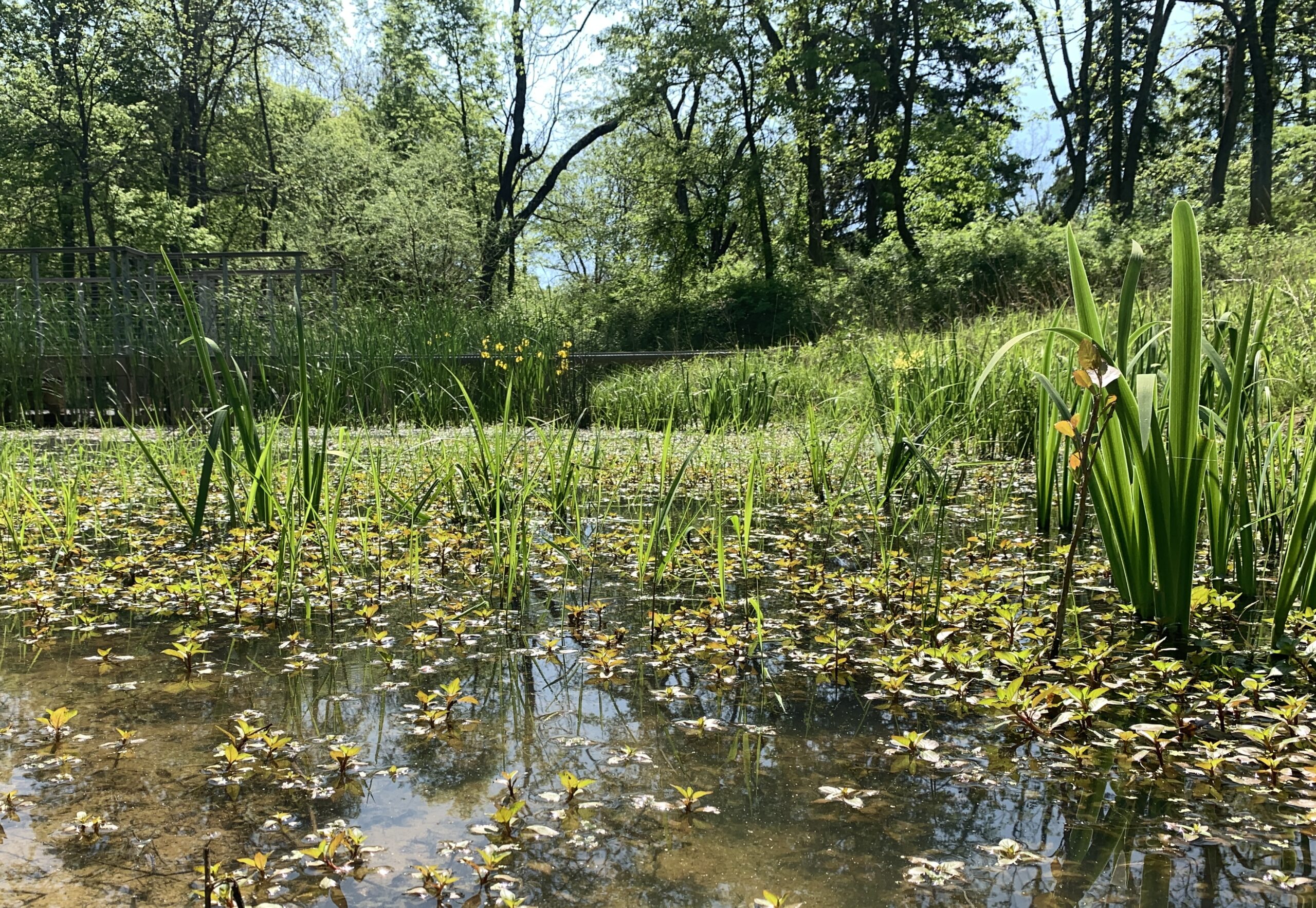 pond with tall grasses