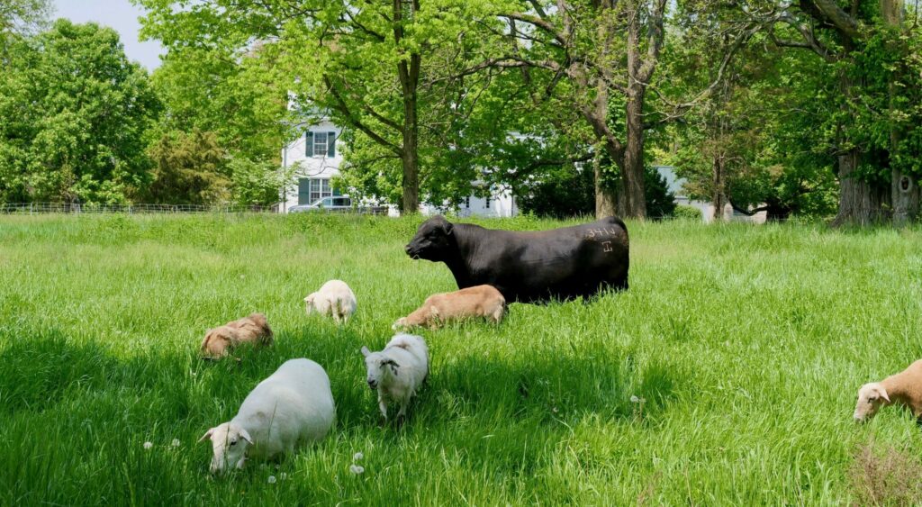 six sheep and one bull in grass field