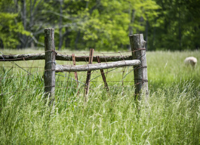 tall grass with wooden and wire fencing