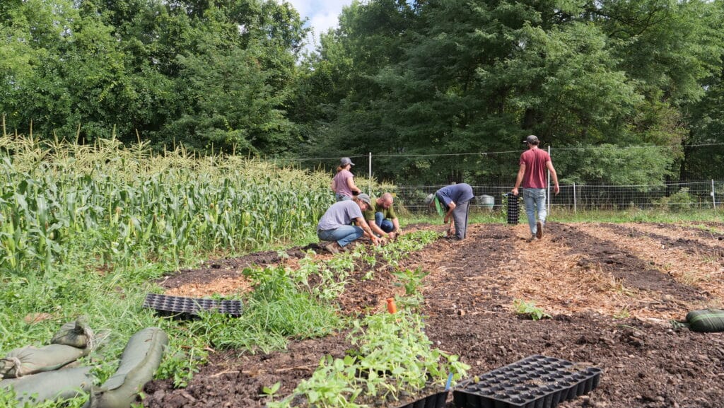 farmers planting young pepper crops in Ley field