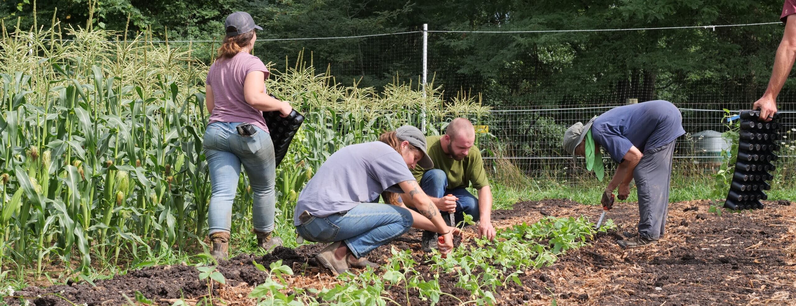 greenacres employees planting in gardens