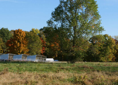 turkeys in a green pasture with fall foliage in background