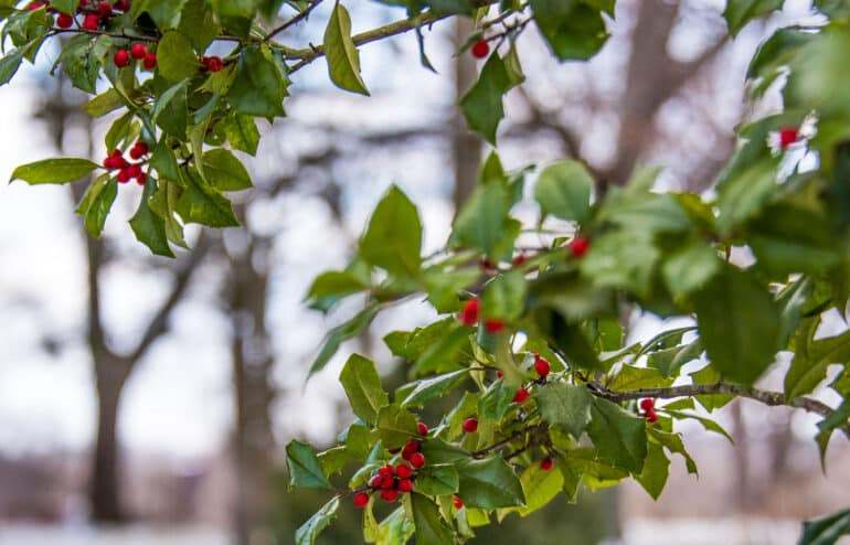 Green and red holly with winter trees out of focus in background