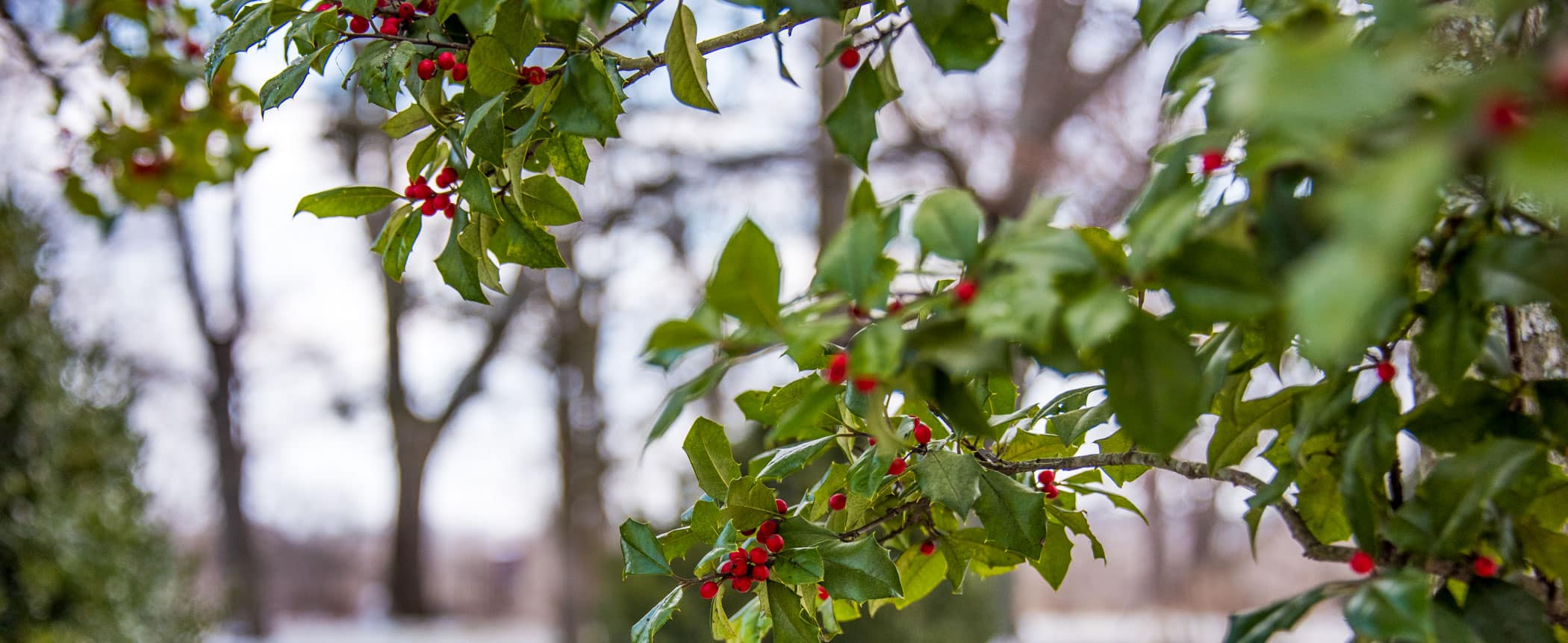 Green and red holly with winter trees out of focus in background