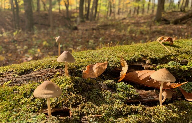 small white mushrooms on moss log