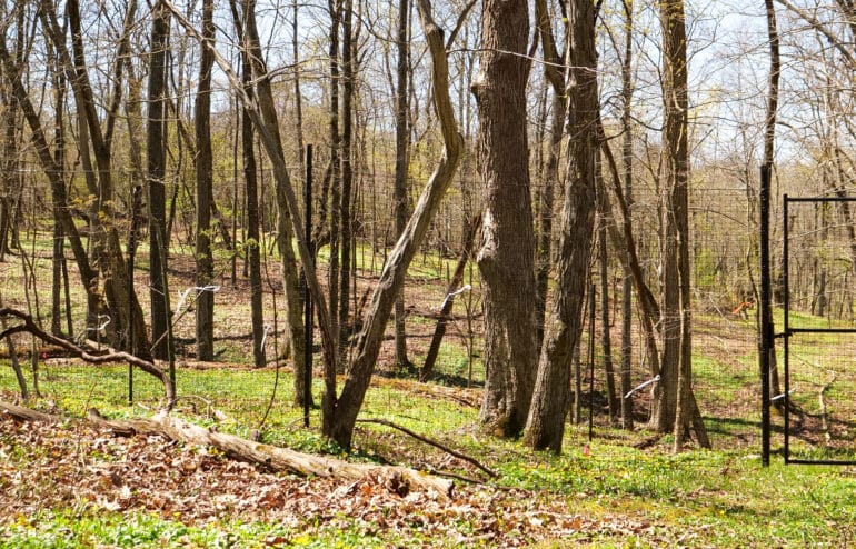 tall metal-framed deer exclosure in the forest in early spring