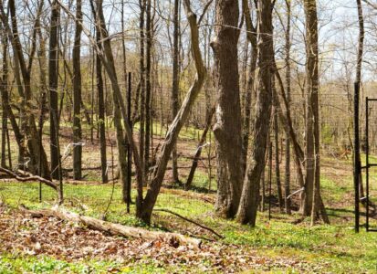 tall metal-framed deer exclosure in the forest in early spring