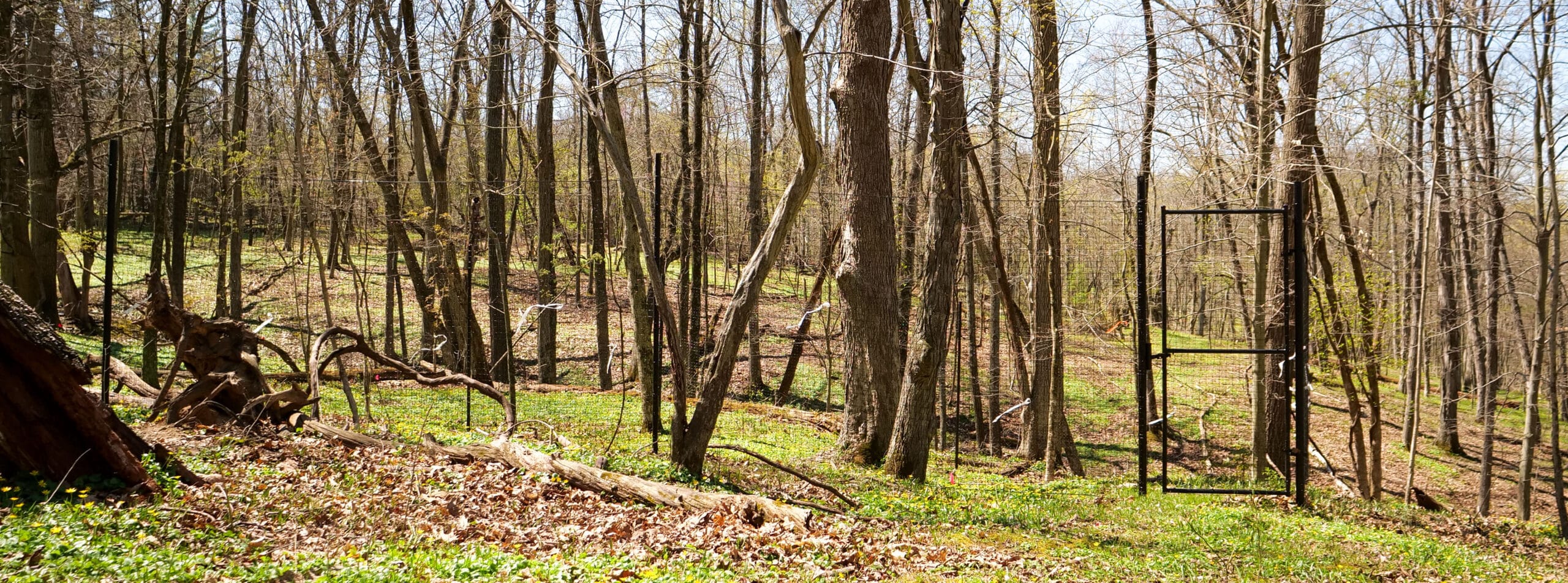 tall metal-framed deer exclosure in the forest in early spring