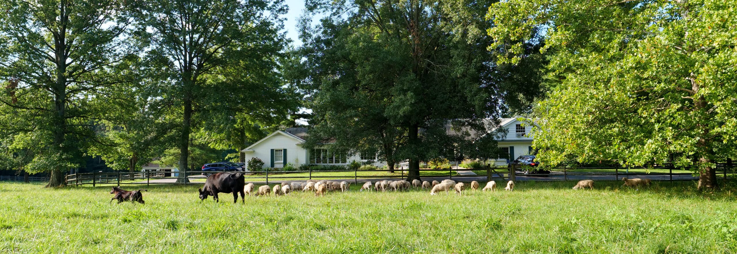 Black angus cow with her calf and a flock of sheep, grazing through lush green pasture, surrounded by tall trees