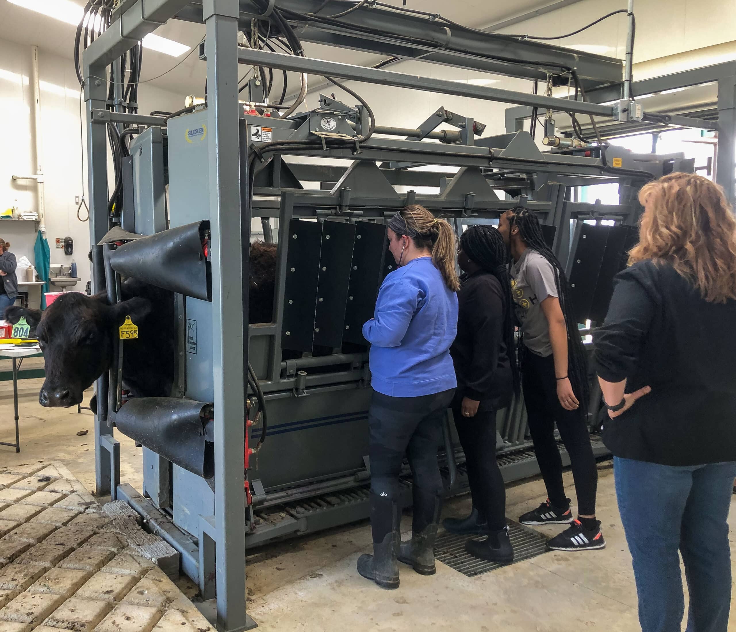 vet tech students vaccination cattle in handling facility