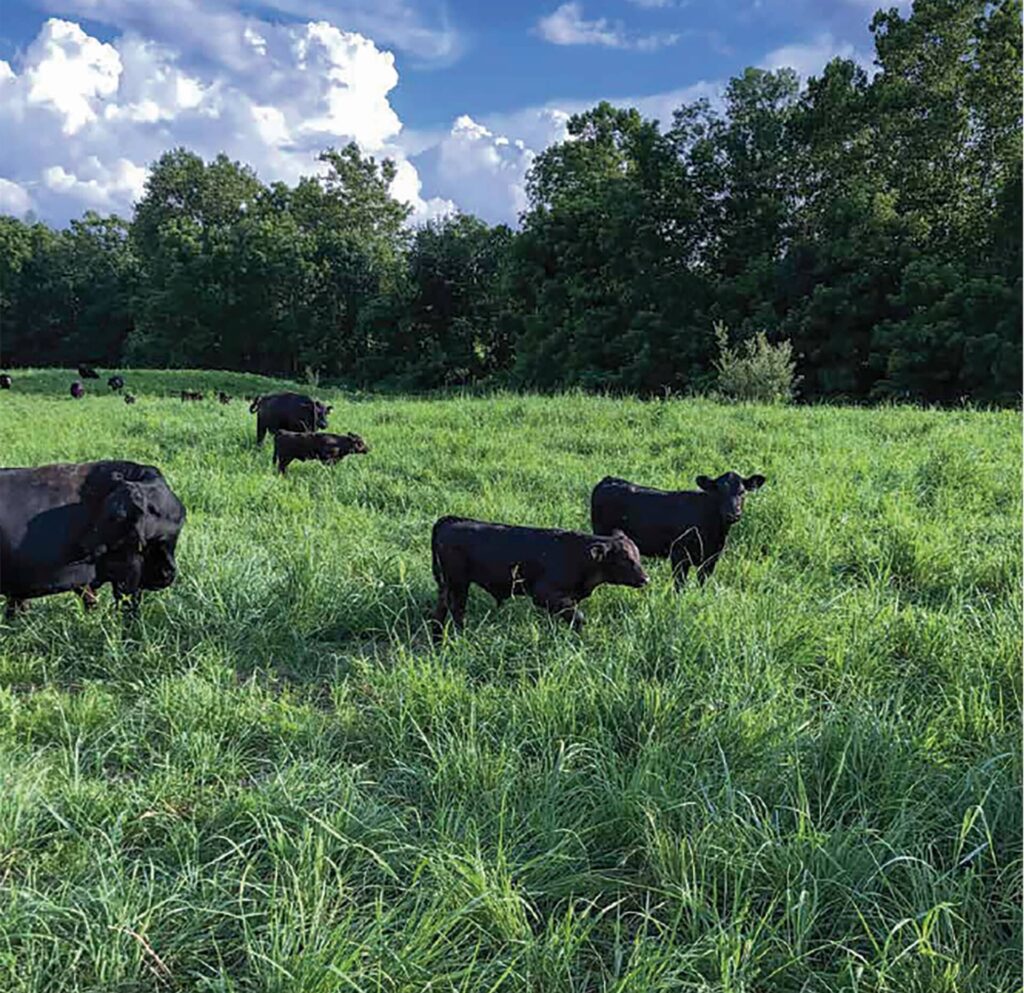 Black angus cows grazing in native warm season pasture