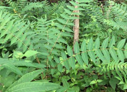 Young Tree of Heaven in Indian Hill woodlands