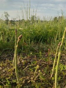 Asparagus growing in outdoor garden