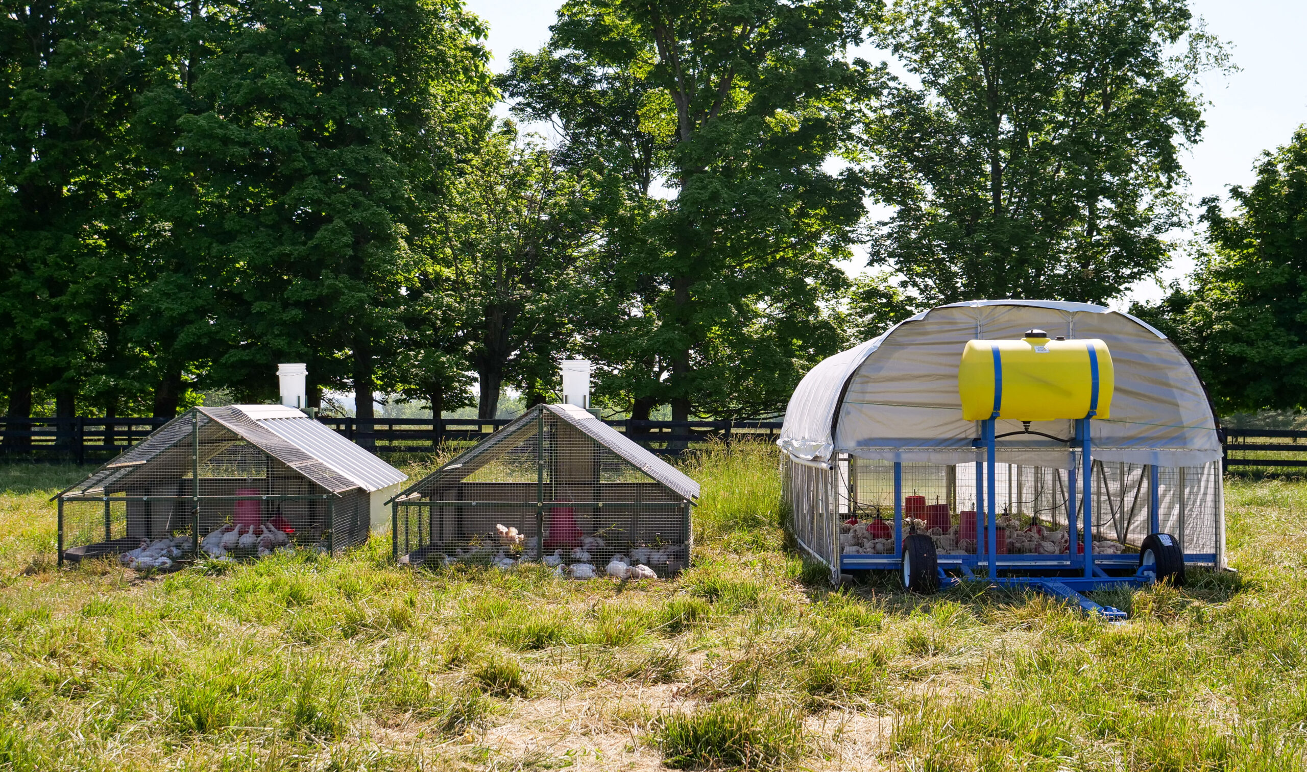 New larger chicken tractor on left next to two smaller chicken tractors