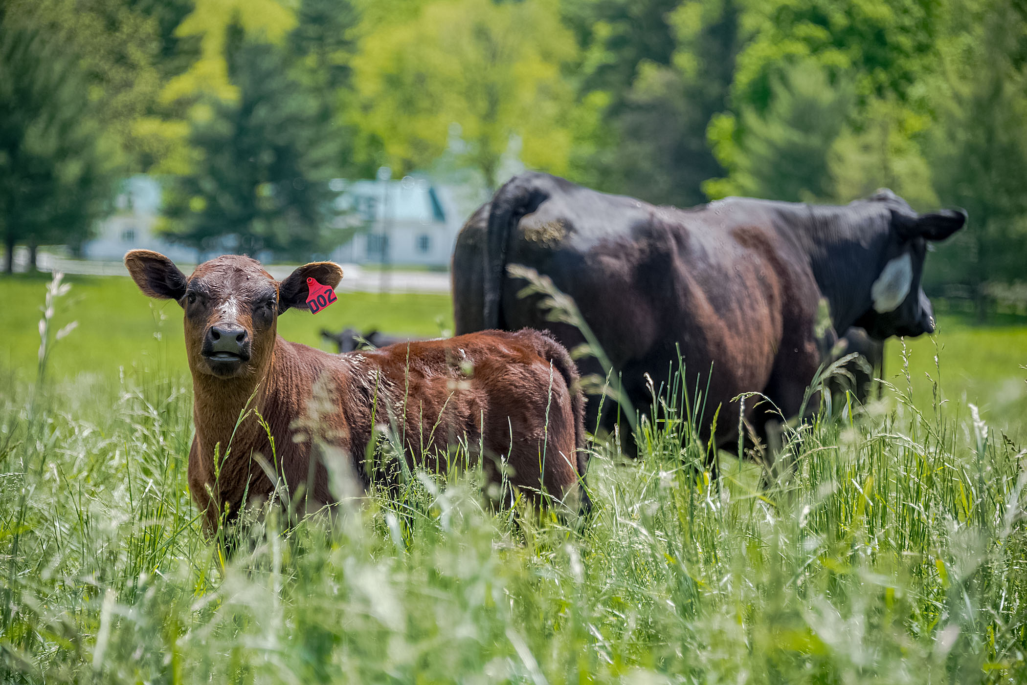 Black Angus cattle and her young calf in a green grass pasture