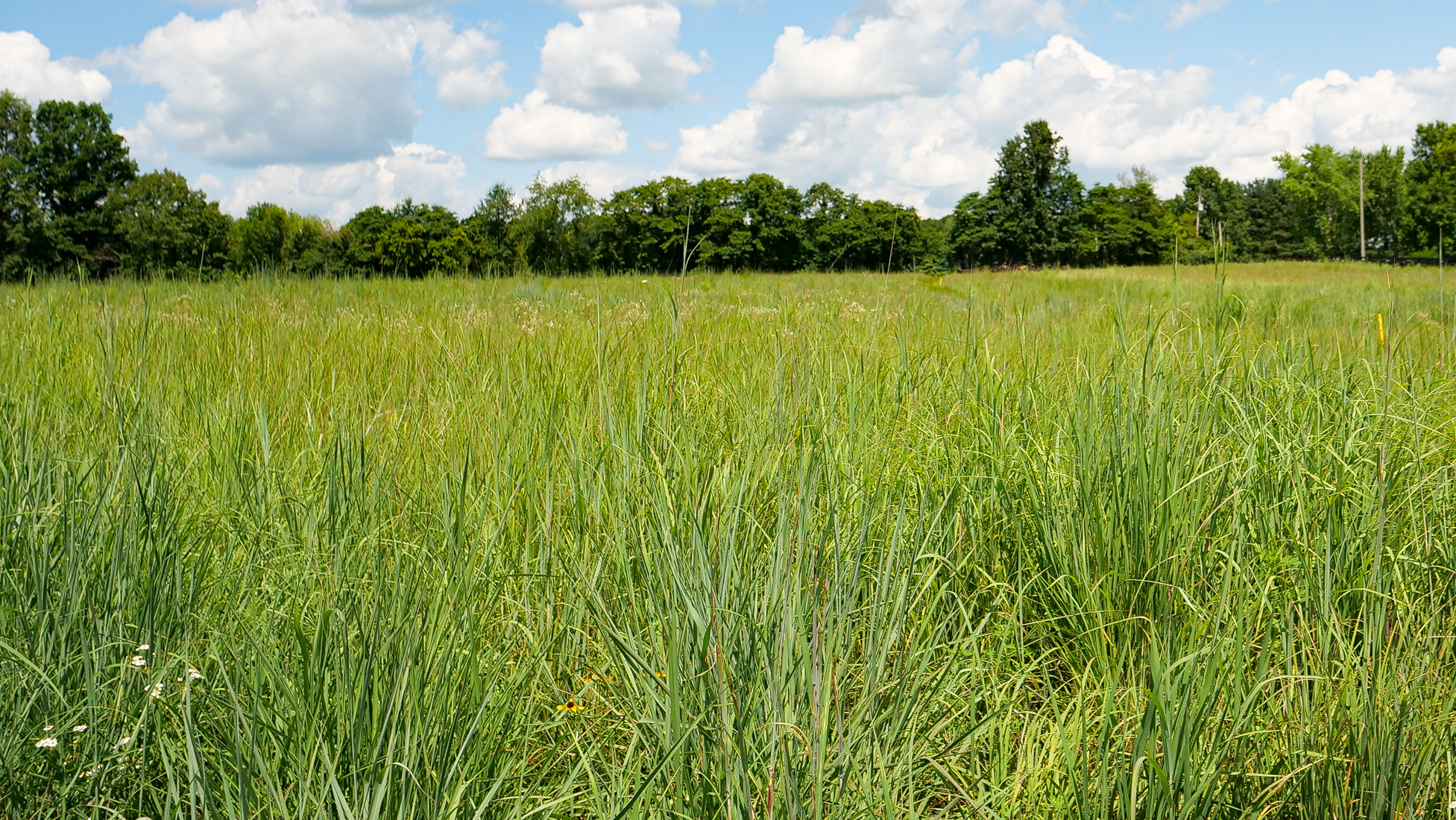 Pasture of tall Native Warm Season Grass