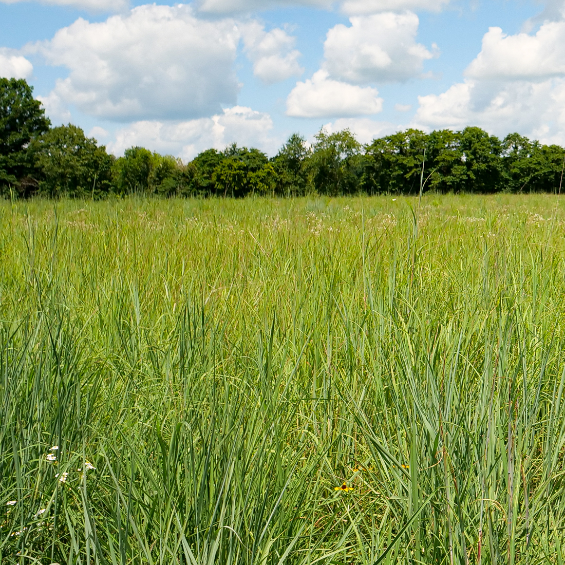 Pasture of tall Native Warm Season Grasses