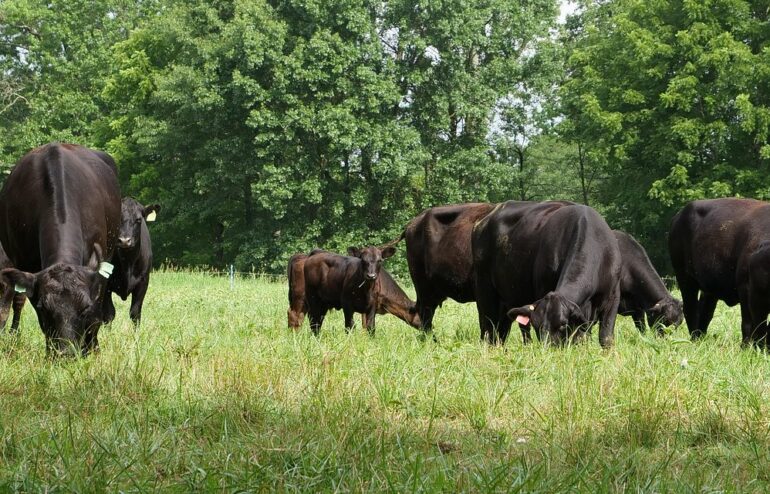 Cattle grazing in pasture with tall trees in background