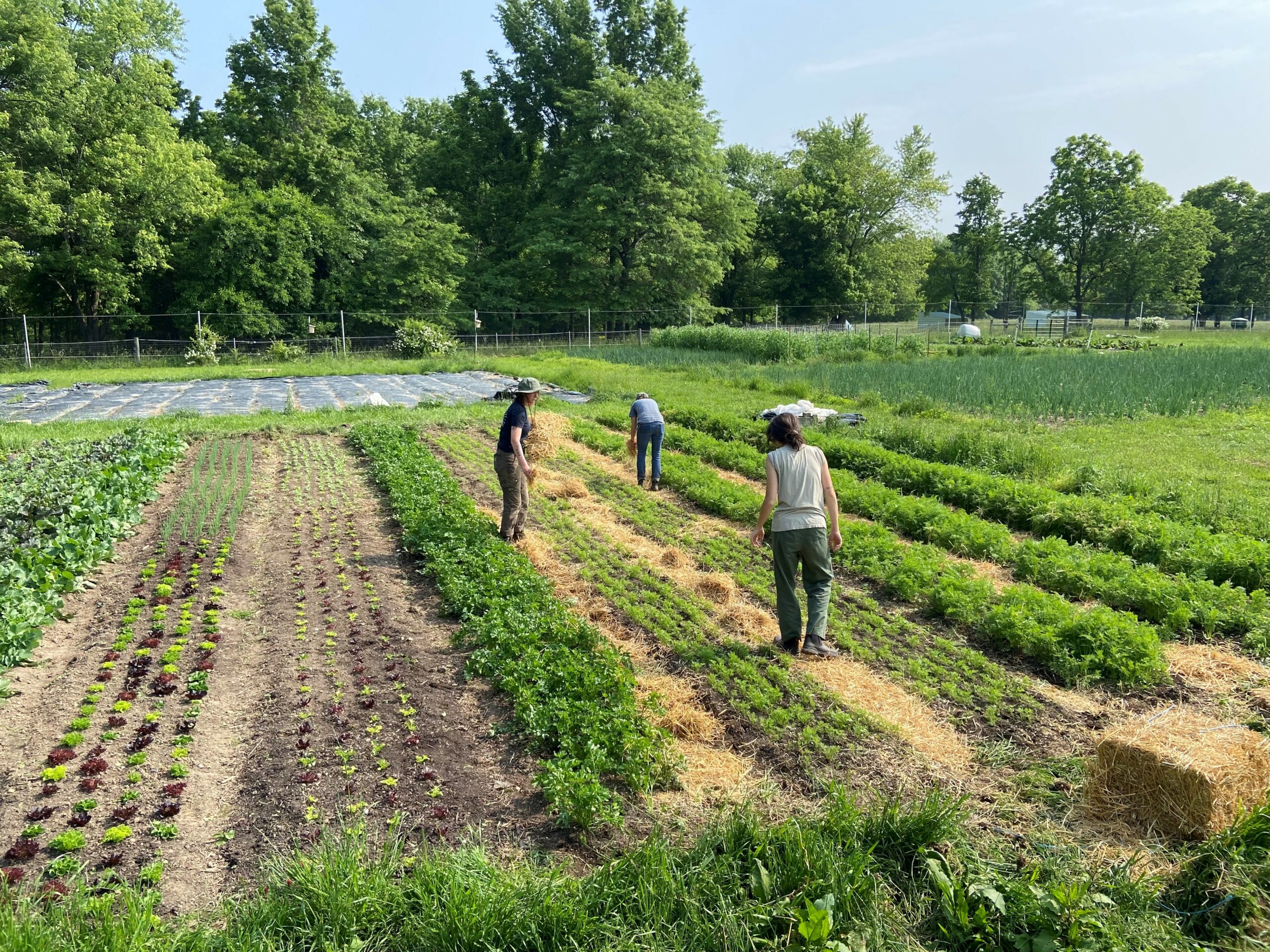 garden apprentice tending to their garden plots