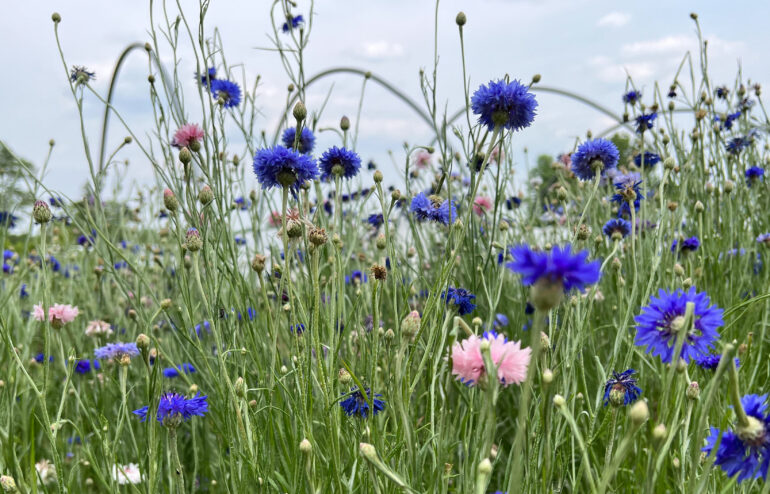 Summer flowers in tall grass